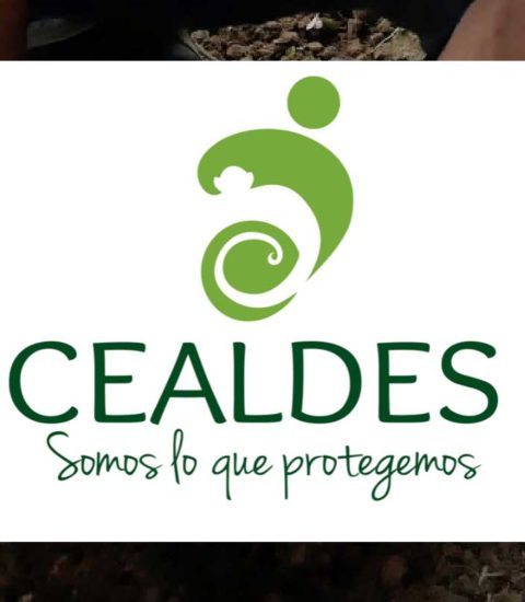 CEALDES
